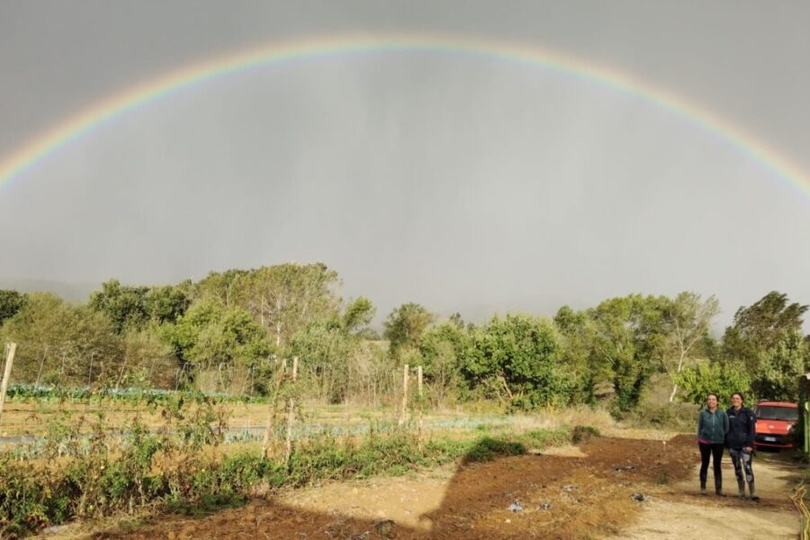 Image CALL FOR ESC VOLUNTEERS IN ORGANIC FARMING IN ITALY